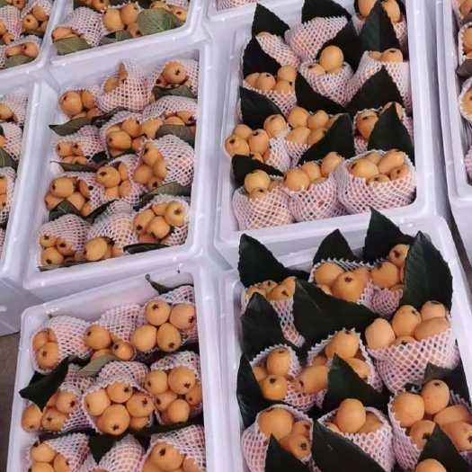 蒙自市大五星枇杷 蒙自枇杷