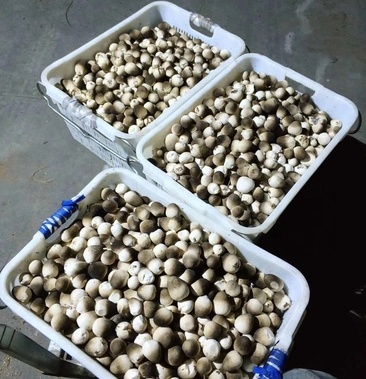 曲周县草菇菌种 草菇原种栽培种草菇种子草菇菌包孢脚菇种子兰花菇种子