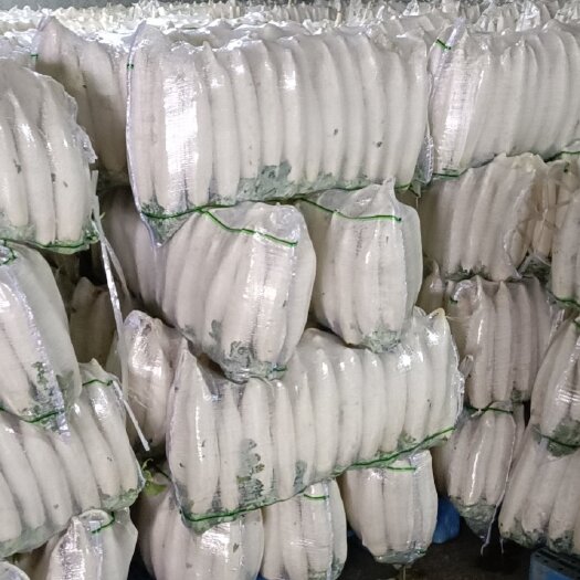 钟祥市 白萝卜