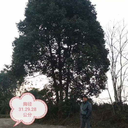重庆市 丛生香樟。