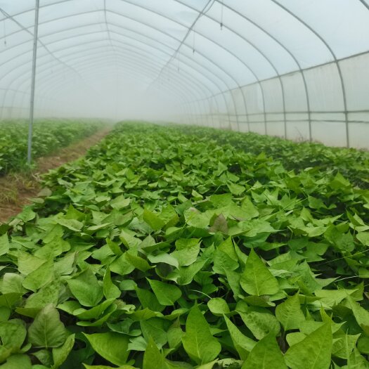 民权县豫薯868红薯苗，高淀粉型红薯苗，脱毒原种红薯苗大量供应