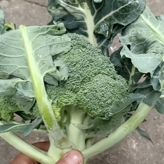 绿翡翠西兰花 西兰花
