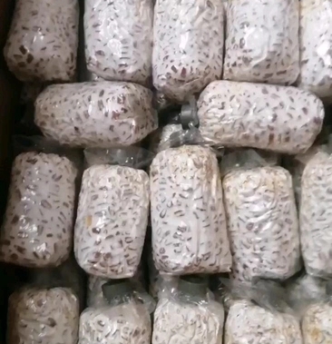 曲周县 榆黄蘑菌种榆黄蘑菌包黄平菇菌包黄平菇菌种鸡油菌菌包