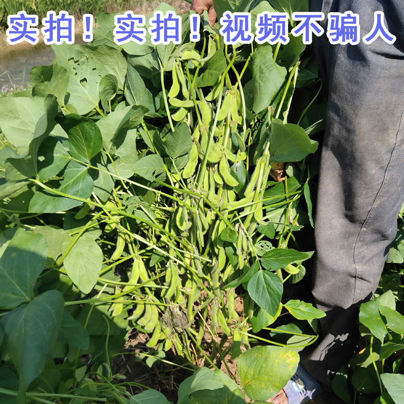 黄豆种子 超级千斤豆亩产千斤黄豆种千斤豆种子种植超产高产大豆