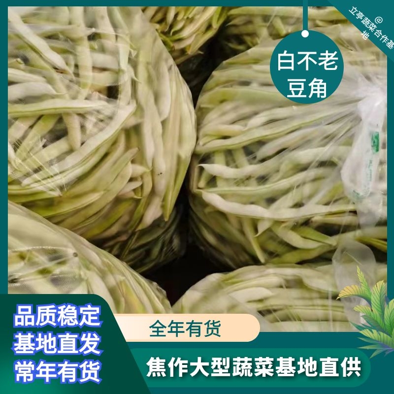 博爱县白不老豆角 货源优质 价格便宜性价比高 白不老四季豆