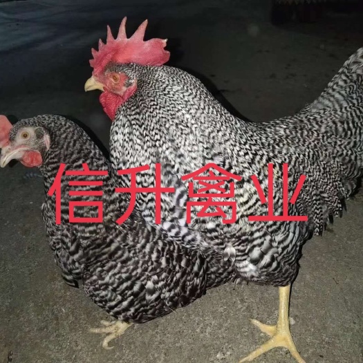 南宁黑芦花鸡苗，金芦花鸡苗