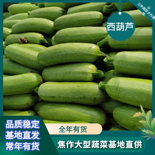 博爱县西葫芦 精品绿皮西葫芦 新鲜上市 大量有货