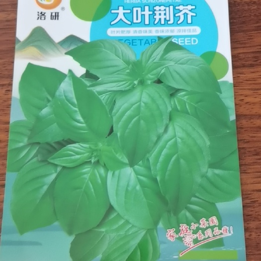 大叶荆芥种子鲜嫩可口