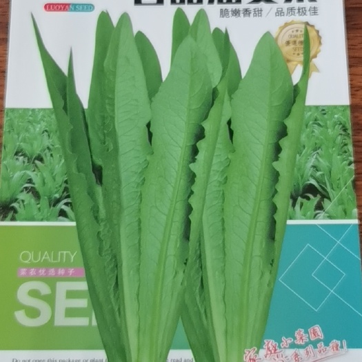 香甜油麦菜种子生长快鲜嫩可口