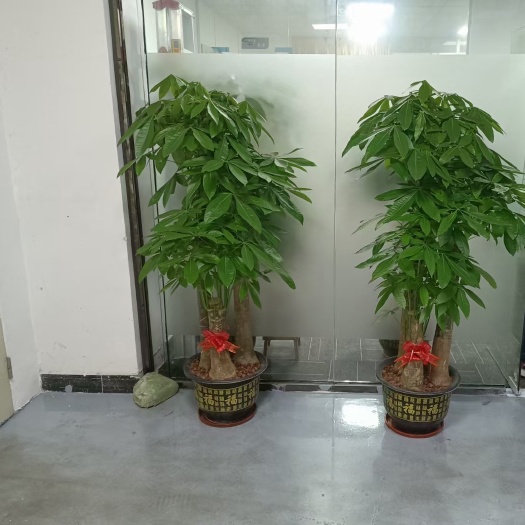 博罗县发财树    辫子发财树