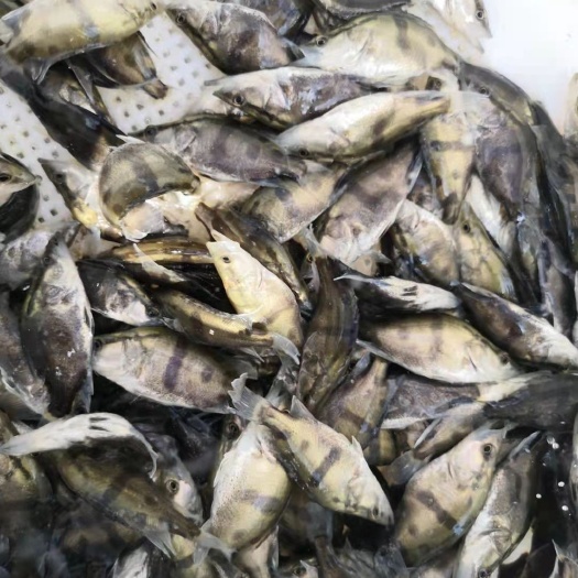 博罗县 桂鱼，桂花鱼苗，鳜鱼苗出售，量多有专车送上门，欢迎留言致电。