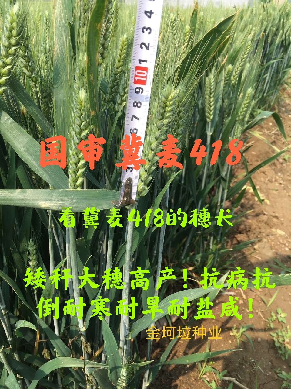 小麦种子  国审冀麦418高产矮秆大穗抗病抗倒耐冻耐旱适应性