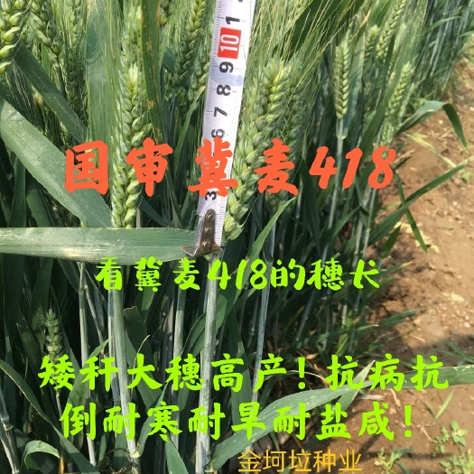 国审冀麦418小麦种子矮秆大穗产量高抗冻耐旱耐盐碱山东直批