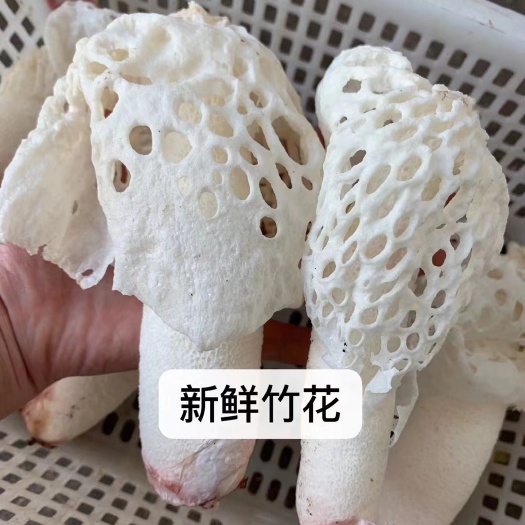 永胜县云南新鲜红托竹荪产地直发
