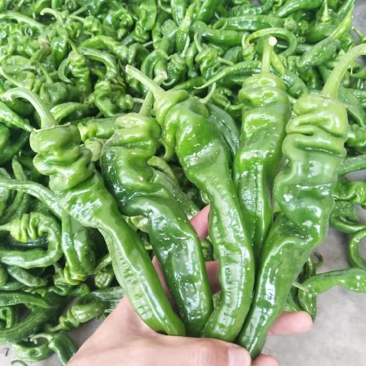 螺丝椒 当季新鲜螺丝辣椒现摘现发
