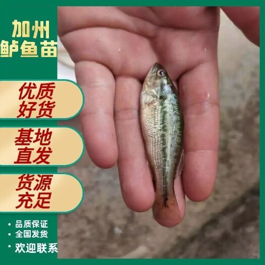 高州市[优质]加州鲈鱼苗*优质鲈鱼*训化淡水鲈鱼苗*鱼场直销