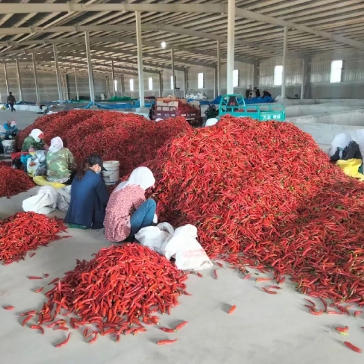 翁牛特旗线椒 出售津红椒，腌制椒500吨