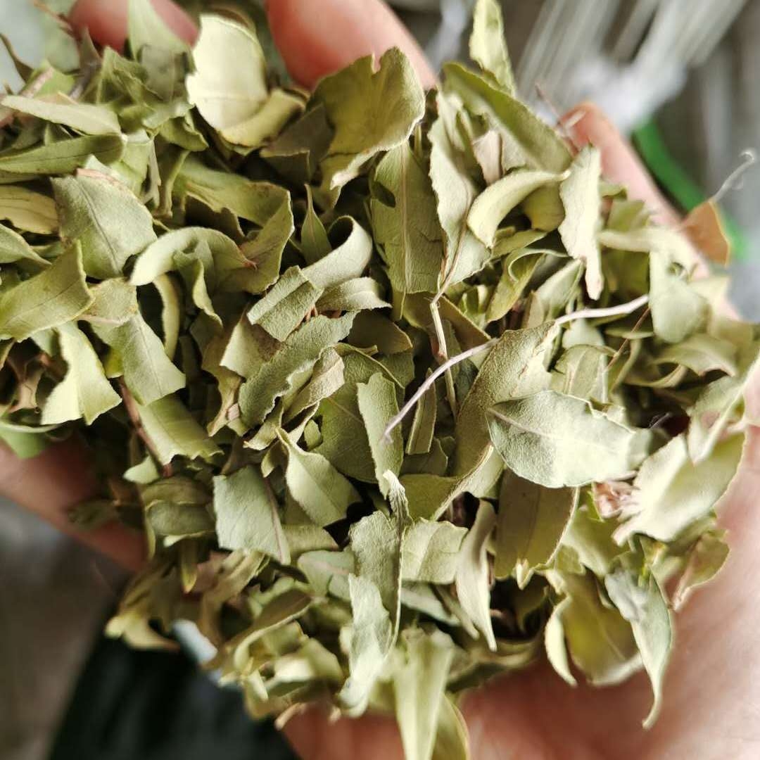 新疆罗布泊野 生罗布麻茶新疆头茬罗布麻芽茶颗粒500g包邮