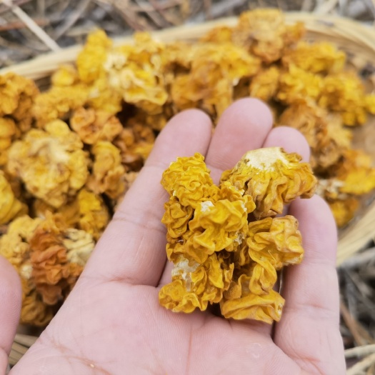  椴木干金耳100g/包 泡发率高 口感Q弹 胶质多