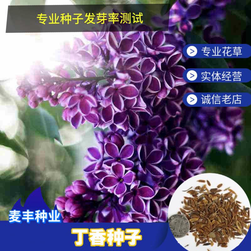 南京紫丁香种子 丁香树种子耐寒树种 庭园观赏花卉种子