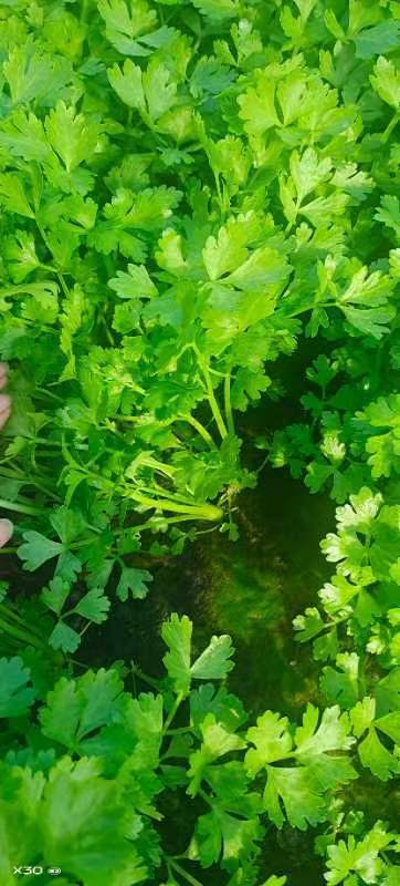  大量销售芹菜苗，好管理产量高。