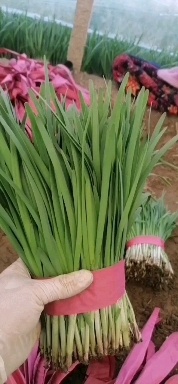 昌黎县大叶韭菜 韭菜