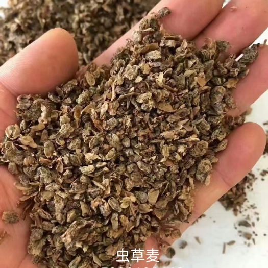 石家庄糠麸类饲料 虫草麦(发酵小麦)，种植北虫草的培养基，由纯正麦粒和极少量菌