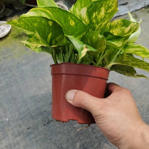 广州绿萝 黄金葛 花叶绿萝