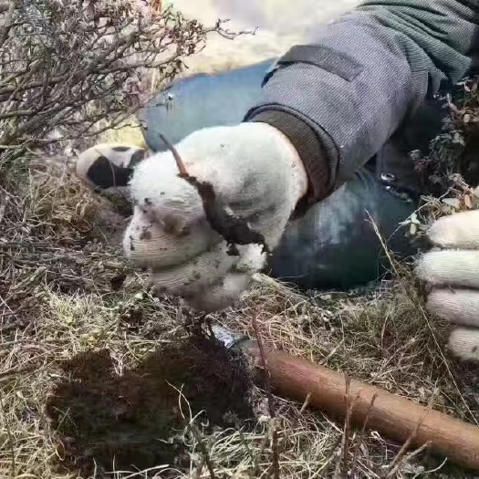 松潘县虫草 四川省阿坝藏族羌族自治州松潘县