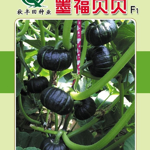 专业生产种子厂家  墨福贝贝  贝贝南瓜种子，欢迎咨询