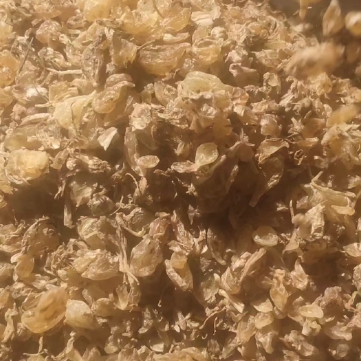 渭南野蒜 薤白