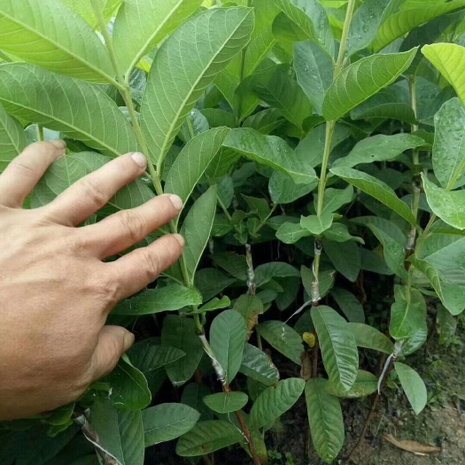 普宁市珍珠番石榴苗 四季珍珠芭乐苗