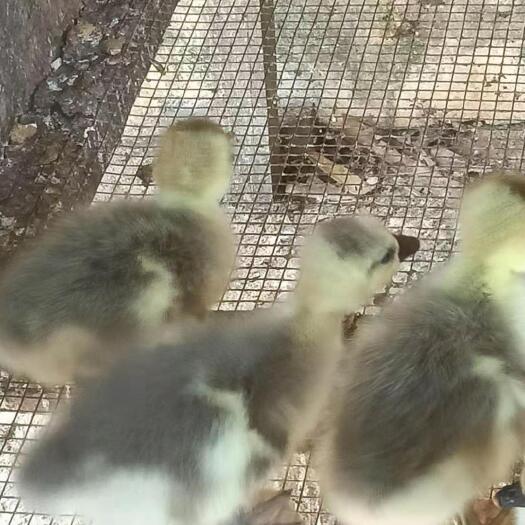 肇庆鹅苗 大量鹅蛋批发