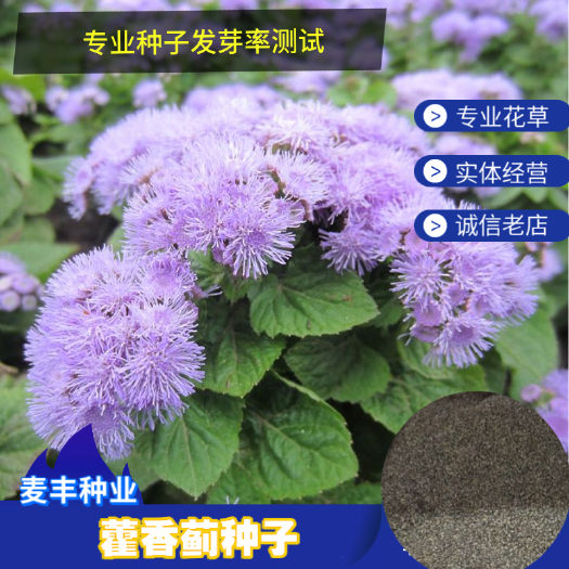 南京藿香种子 藿香蓟种子 蓝花冠花籽 四季易种盆栽景观 地被植物