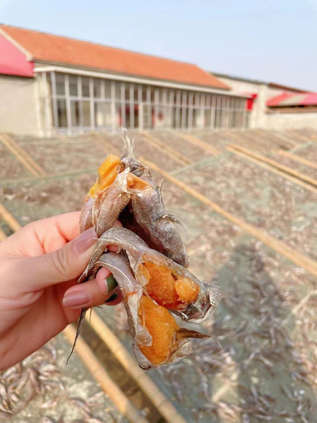 沙光鱼 咸鱼，油光鱼，，泥鳅鱼，30斤起批不包邮