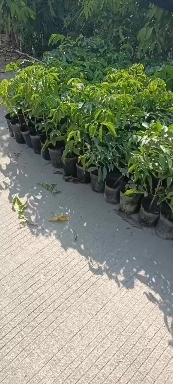 普宁市黄皮果苗 鸡心黄皮苗、无核黄皮苗、黑皮黄皮苗