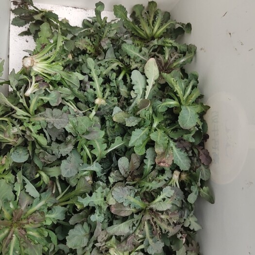兴隆县山野菜，苦碟菜，苦麻子，苦菜