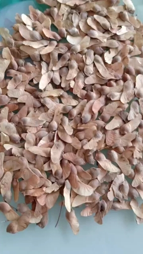 泰安五角枫种子 新采摘种子 籽粒饱满 出苗率高
