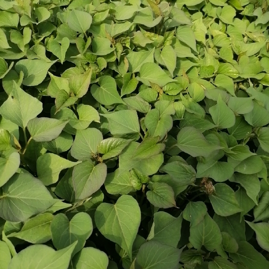 渭南红薯苗
