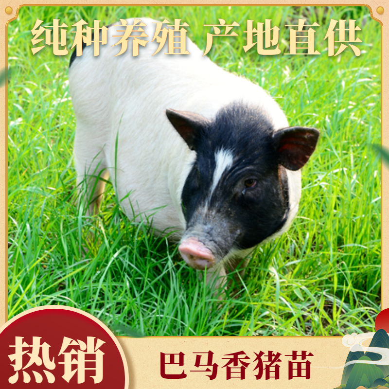 巴马瑶族自治县巴马香猪苗种母猪简介源产地广西纯种香猪仔猪市场价格送养殖技术