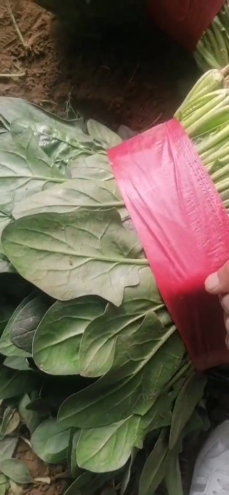 精品大叶菠菜，欢迎各地老板采购