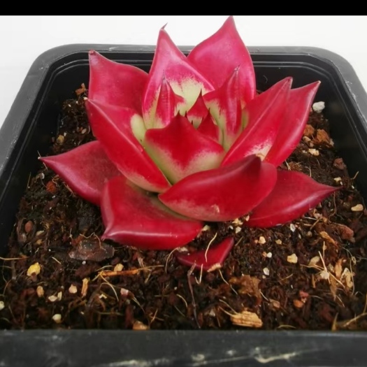 兴仁市多肉植物罗冰