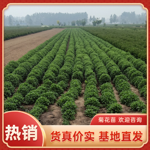 菊花苗金丝皇菊北京菊苏北桃菊大阪婺源贡菊亳菊产地批发扦插苗