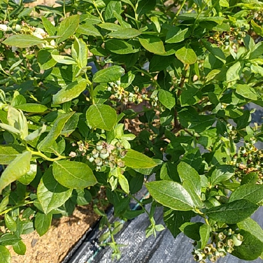 怀宁县蓝莓 蓝莓