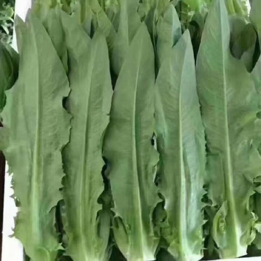 嵩明县青油麦 油麦