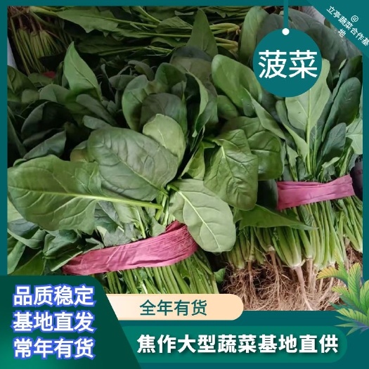 博爱县菠菜 大叶菠菜 大量有货 价格优惠 产地直发量大质优