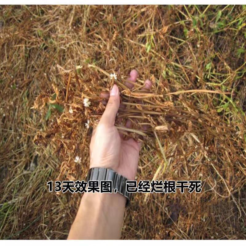 88.8%草甘膦铵盐+助剂荒地地除草剂烂根高含量袋装粉剂