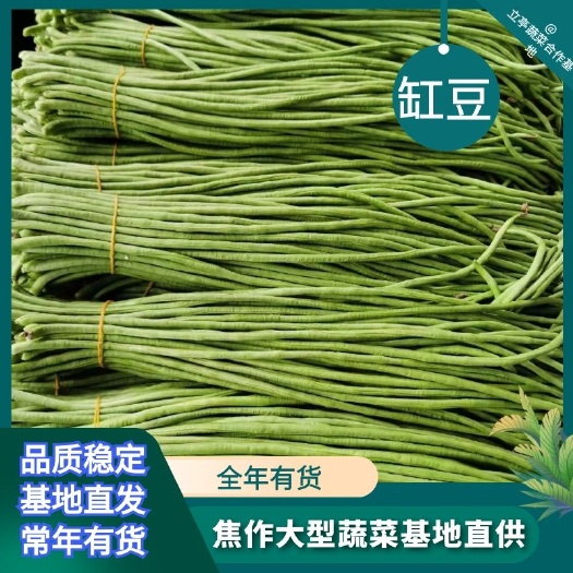 博爱县长豇豆 70cm以上