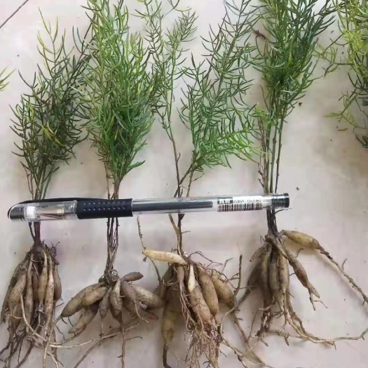 仁寿县天门冬苗 天门冬种苗供应