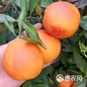 塑料筐 果子洗果分级包装打蜡